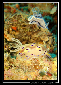 Almost a school of nudibranches ... by Raoul Caprez 